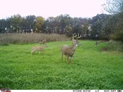 Buck Forage Oats