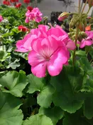Geranium (Annual)