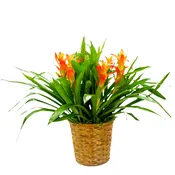 Bromeliad Basket - TMF-1611