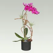 Flora