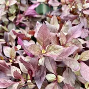 Alternanthera Little Ruby 6" Pot