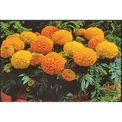 Antigua Hybrid Mix Marigold Seeds