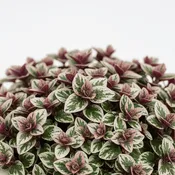 🌸 AJUGA ‘BURGUNDY GLOW' 2Gal