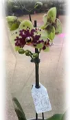 5″  Double Spike Orchid