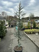 Blue Atlas Cedar 6-7′