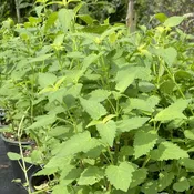 Agastache x 'Black Adder' (Giant Hyssop) Unity Grown