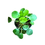 4” Chinese Money Plant Bulk 10 Pots - Indoor Houseplant (Case of 10 Pots)