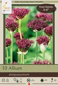Allium Atropurpureum 10PK