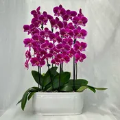 14″ Oval Cascading Orchid Pot
