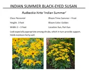 Indian Summer Black-Eyed Susan  — The Garden Kingdom