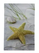 11 3/4″ Seashell Starfish Canvas Print – Hanging Wall Decor