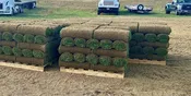 Kentucky Bluegrass – 10 sq ft.