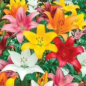 Add Asiatic Lilies