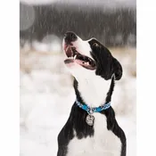 FLYVINES Fly Line Dog Collar