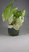 Large Planter