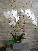 Double Orchid Plant