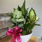 Medium ceramic dish garden