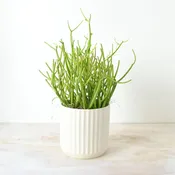 Boston Plant Delivery — Rouvalis Flowers & Gardens | Boston & Winchester Flower Delivery & Boutique