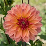 Ferncliff copper — Anything Grows