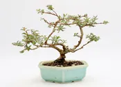 Chickasaw Crepe Myrtle in a Glazed and Chopped Pot