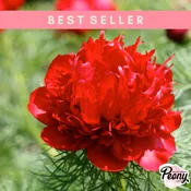 Fern Leaf Peony (P. Tenuifollia rubra plena) — Hidden Springs Peony Farm