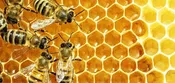 5 Frame Bee Nuc