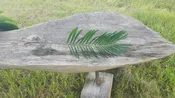 Coontie Fern