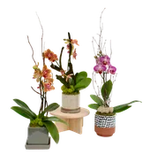 Mini Orchids — Cactus & Tropicals