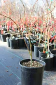 Aka Kawa Hime Pre-Bonsai (#800)