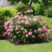 Incrediball® Blush Hydrangea