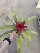 Bromeliad