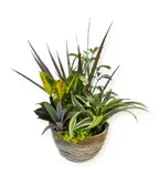 CERAMIC DISH GARDEN
