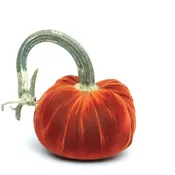 Apricot Silk Velvet Pumpkin