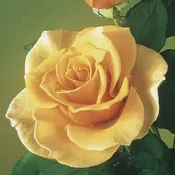 Brandy — Weeks Roses