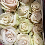 Beige Sandy Roses
