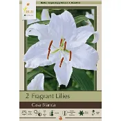 Casa Blanca Oriental Lily (Lilium ‘Casa Blanca’) - 2 Bulbs