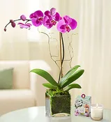 Purple Orchid Plant
