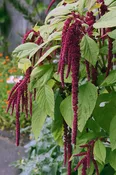 Amaranthus ‘Love Lies Bleeding’