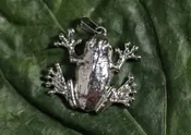 Pendant – Big Toed Frog From India