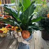 Peace Lily