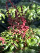 Astilbe arendsii 'Fanal' / Astilbe — Franks Perennial Border