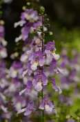 ANGELONIA – ARCHANGEL BLUE BICOLOR