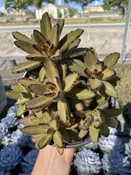 6″ Kalanchoe Chocolate Soldier