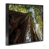 Aaron Matheson | Tall Trees Looking Upwards Nature Forest Photography Wall Art