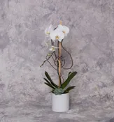 Orchid Plant