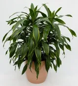 10" Dracaena Art