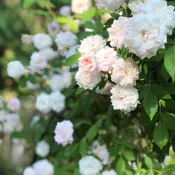 Cecile Brunner Rose