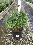 Butterfly Candy™ Lil' Lavender™ Butterfly Bush