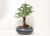 Chinese Elm in a Glazed Container