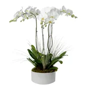 Four Stem White Phalaenopsis Orchid